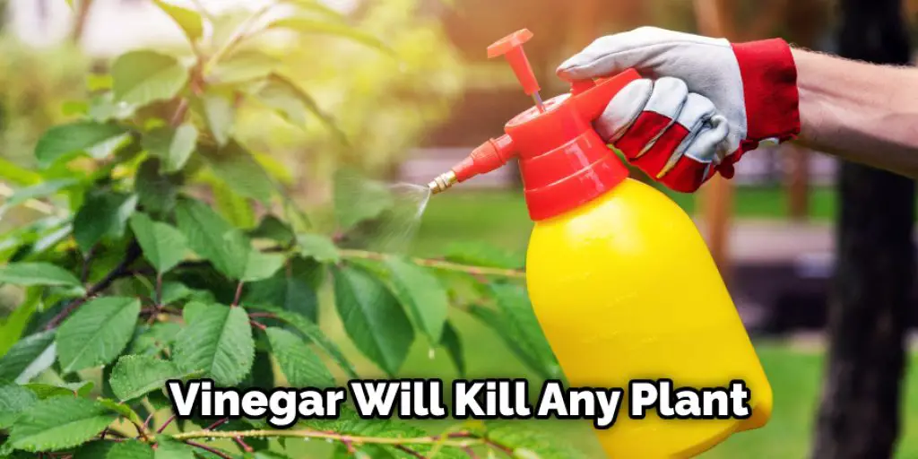 Vinegar Will Kill Any Plant 
