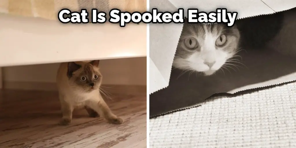 Cat Is Spooked Easily