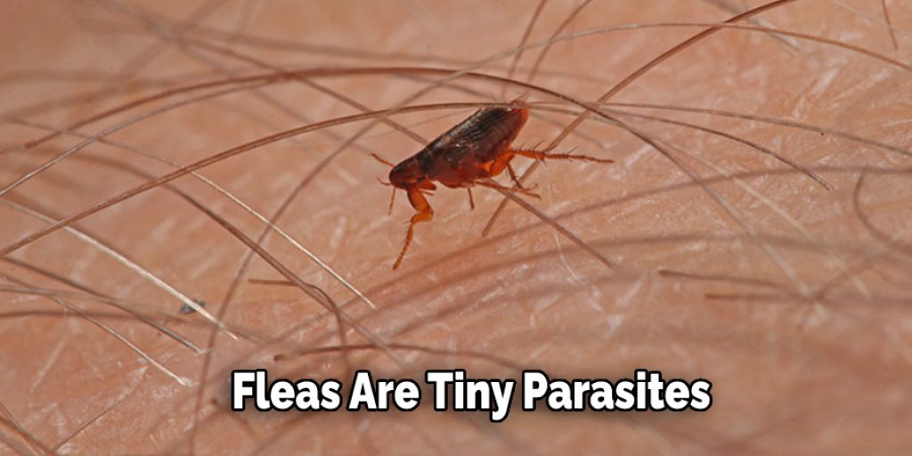 Fleas Are Tiny Parasites