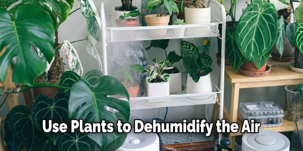 Use Plants to Dehumidify the Air