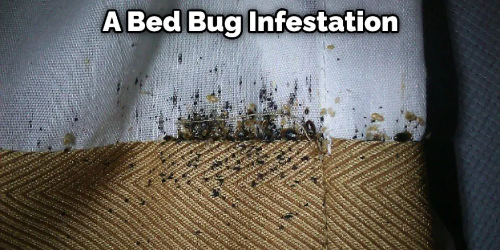A Bed Bug Infestation