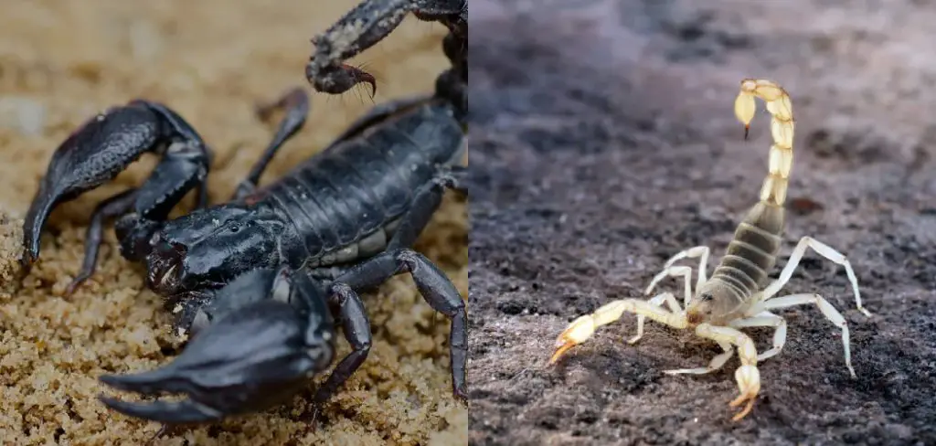 How to Keep Scorpions Out Of Your Bed