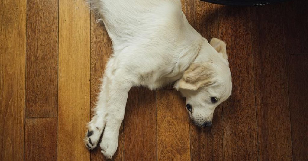 How to Stop Dog Bed from Sliding on Wood Floor
