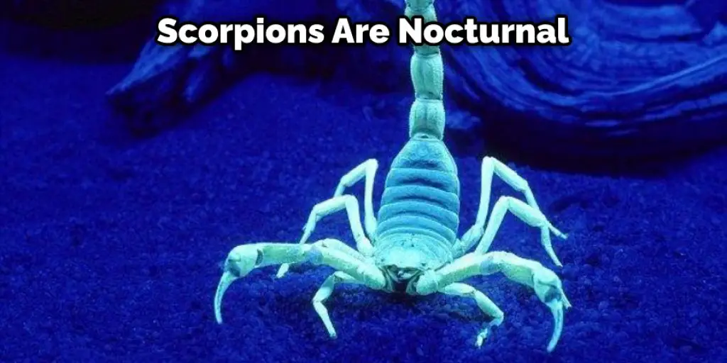 Scorpions Are Nocturnal