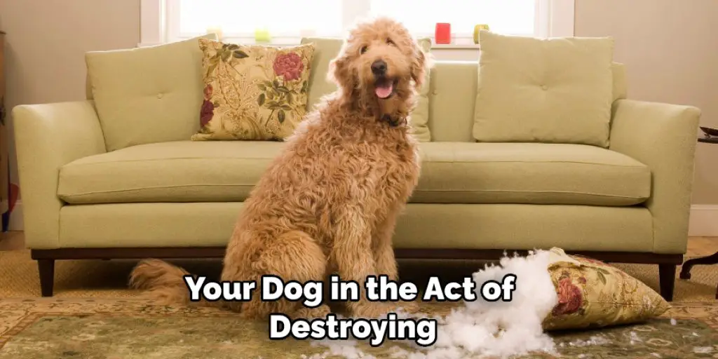 Your Dog in the Act of  Destroying