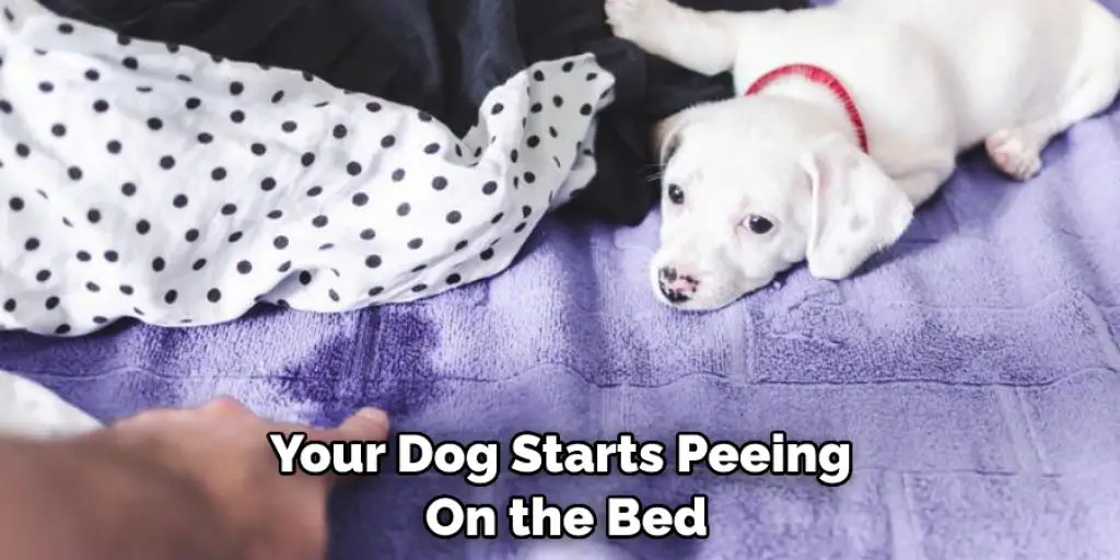 Your Dog Starts Peeing  On the Bed