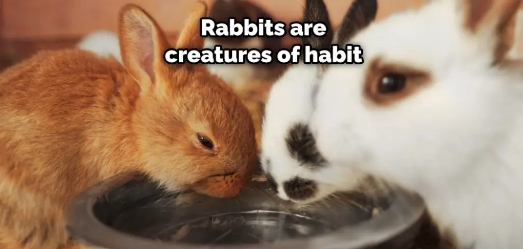 Rabbits Are Creatures of Habit