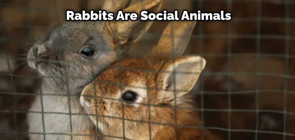 Rabbits Are Social Animals